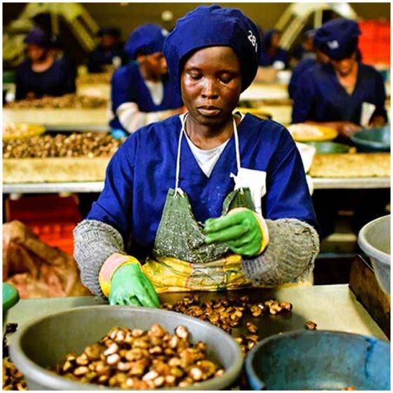 Raw Cashew Nuts (RCN)