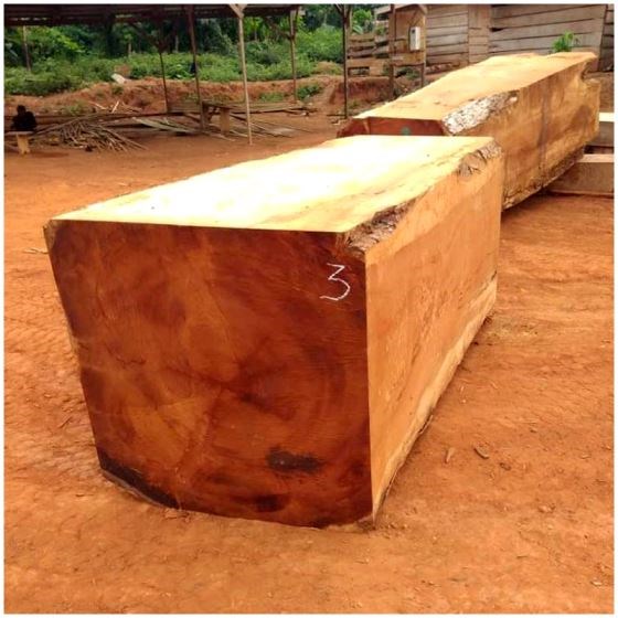 Teak Wood (Tectona Grandis)