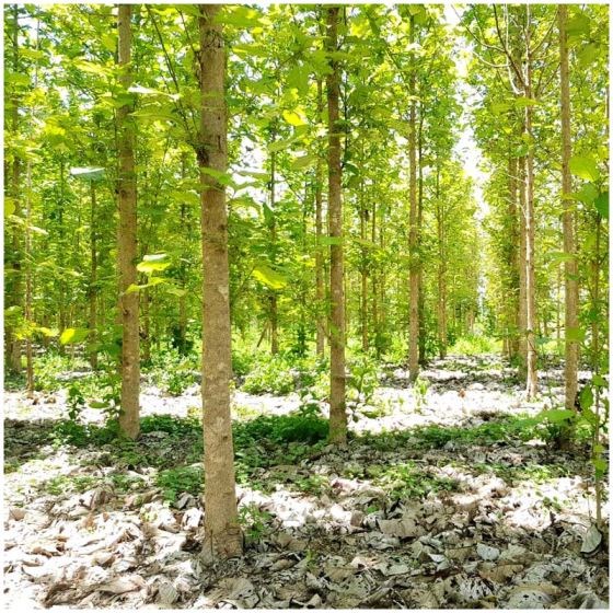 Teak Wood (Tectona Grandis)