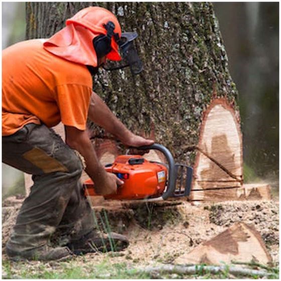 Teak Wood (Tectona Grandis)
