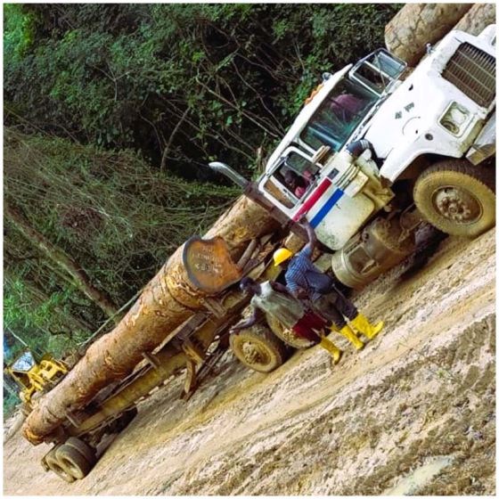 Teak Wood (Tectona Grandis)