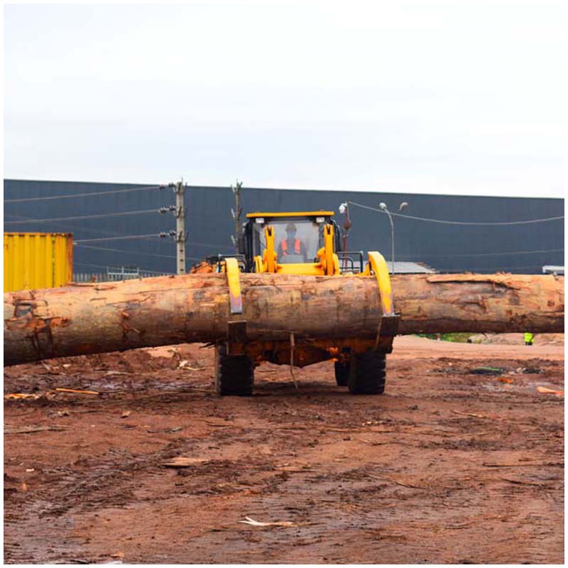 Teak Wood (Tectona Grandis)