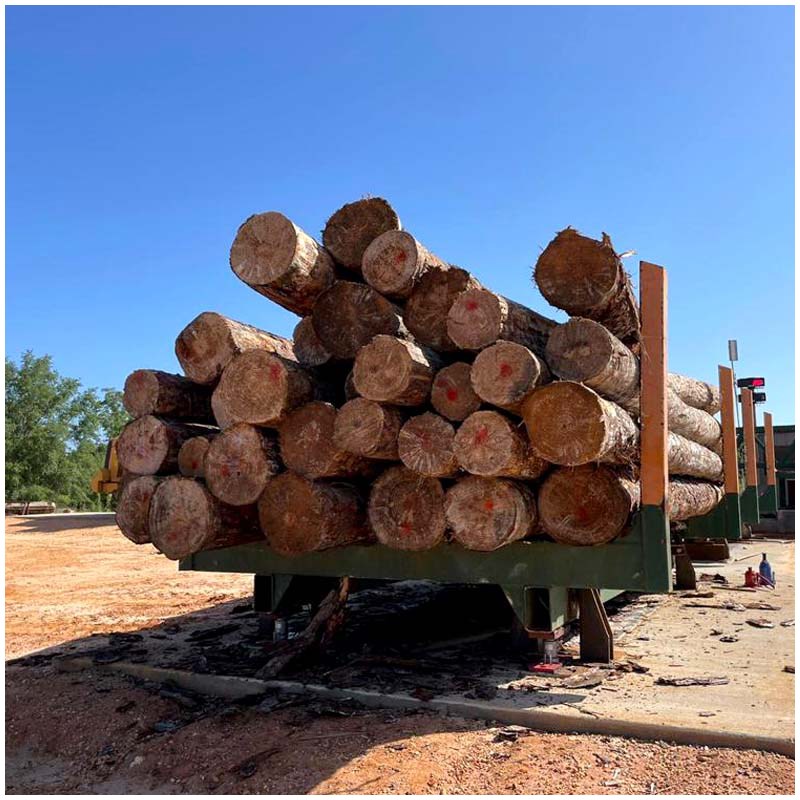 Teak Wood (Tectona Grandis)