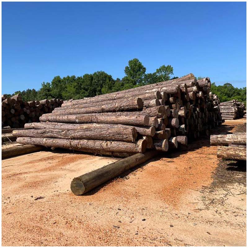 Teak Wood (Tectona Grandis)