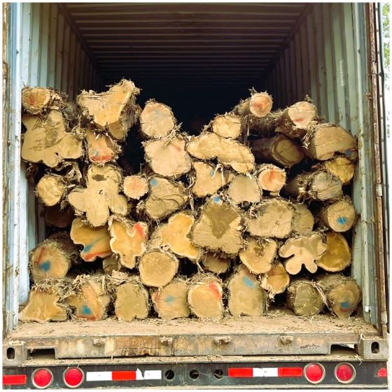 Teak Wood (Tectona Grandis)