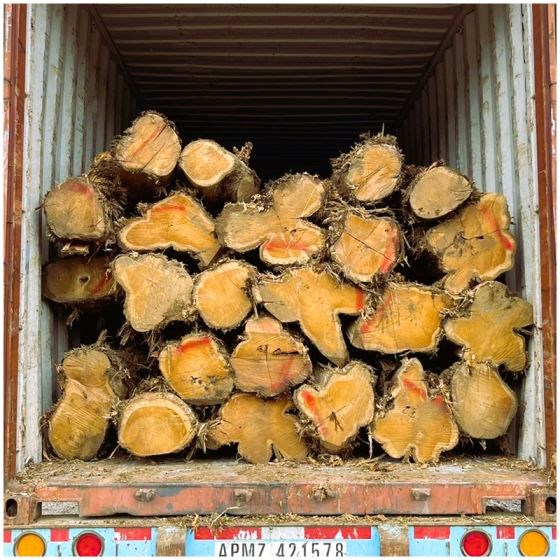 Teak Wood (Tectona Grandis)