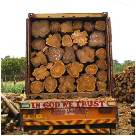 Teak Wood (Tectona Grandis)