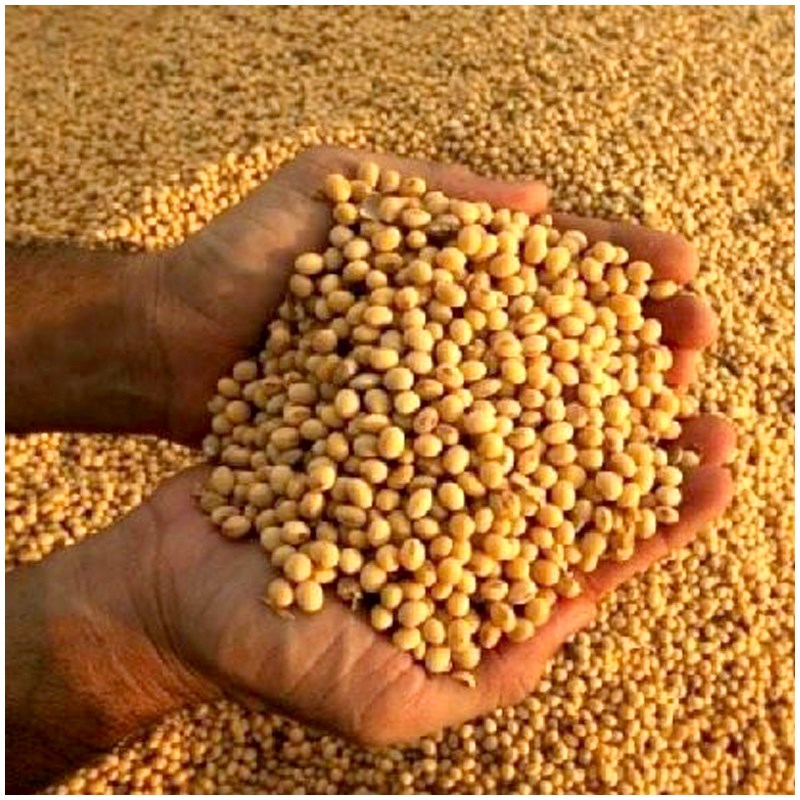 Non- Gmo Soyabean