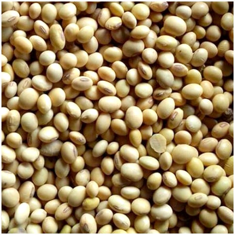 Non- Gmo Soyabean